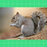 squirrel sounds android application logo